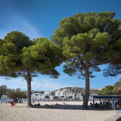 Bomen op Strand