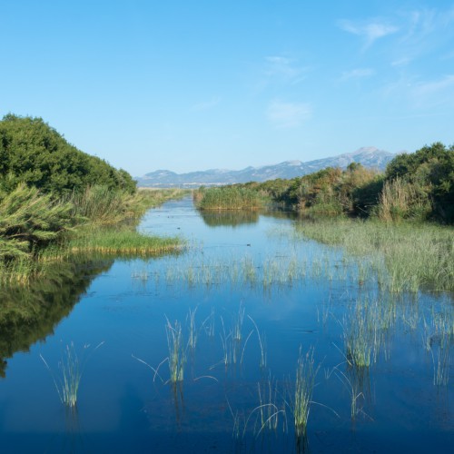 Veel moeras met schildpadden