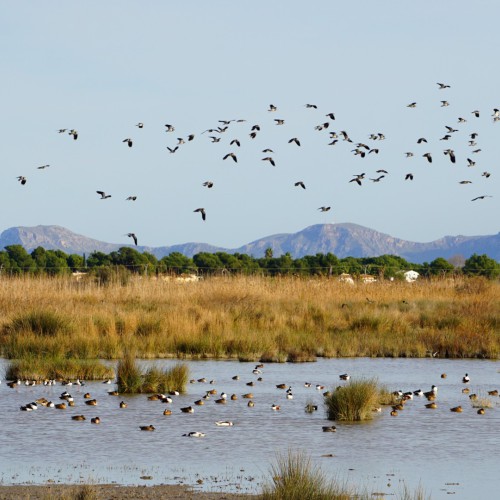 Rijk aan talloze soorten vogels