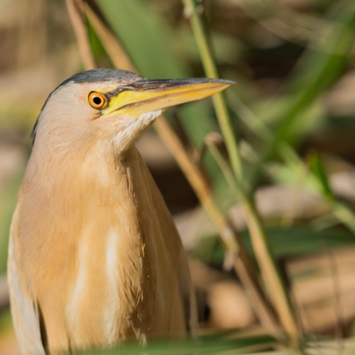 Natuurpark vogel op riet