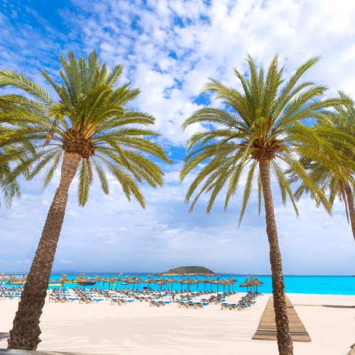 Palmbomen op het strand