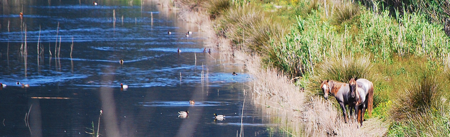 Wilde paarden bij het water