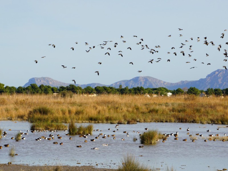 Naturpark Mallorca vogels