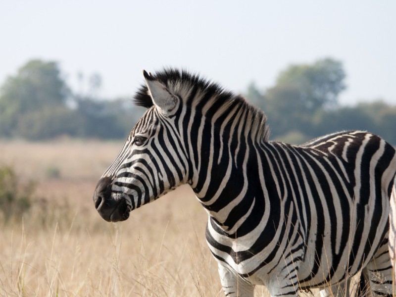 Safari zoo - Mallorca