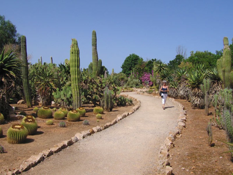 Paadje omringt door cactussen