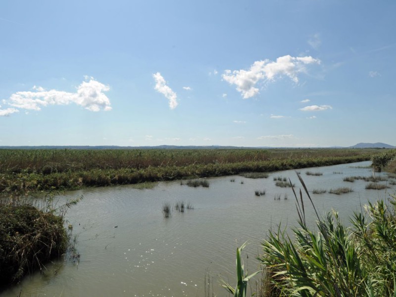 Riviertje met gras